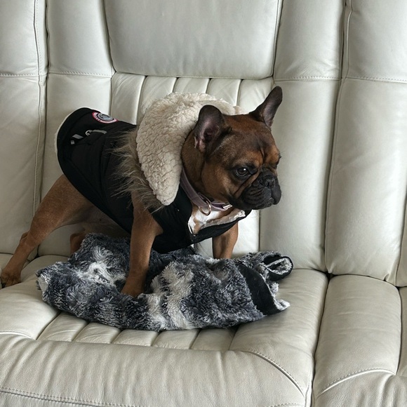 Luv gear Buy Lulu's winter coat (look at that face) - Picture 7 of 7